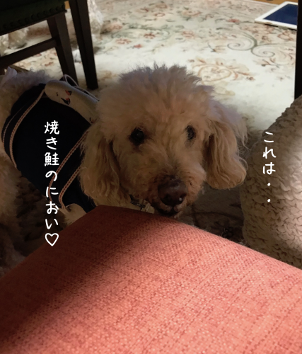 a0216583_23392985.png