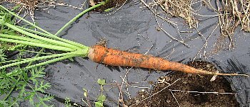 f0003283_08375488.jpg