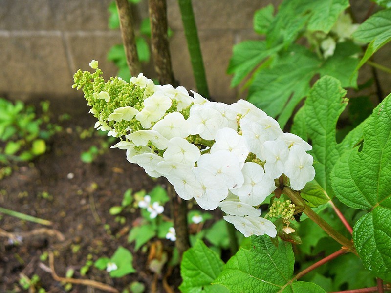 a0207593_11304716.jpg