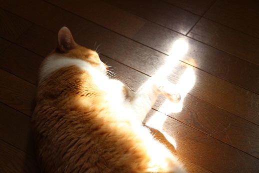 あやしい光Ⅱ_a0333195_22210938.jpg