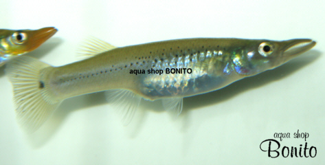 肉食メダカのペア : aqua shop BONITO blog