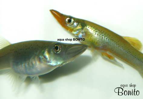 肉食メダカのペア : aqua shop BONITO blog