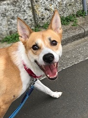里親さま募集中のワンニャンたち_f0242002_21054607.jpg