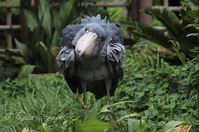 上野動物園　２０１９年７月３日_e0398403_16314129.jpg