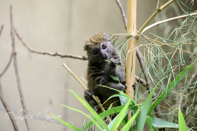 上野動物園　２０１９年７月３日_e0398403_16344025.jpg