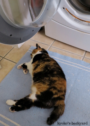 洗濯機の前で行き倒れ_b0253205_04101472.jpg