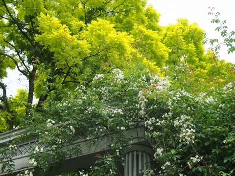c0117007_20224211.jpg