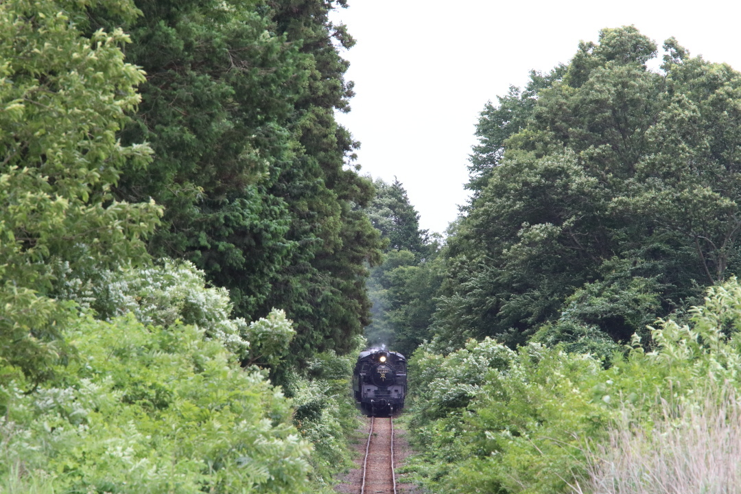 緑に囲まれた線路 - 2019年梅雨・真岡鐵道 -_b0190710_19400750.jpg