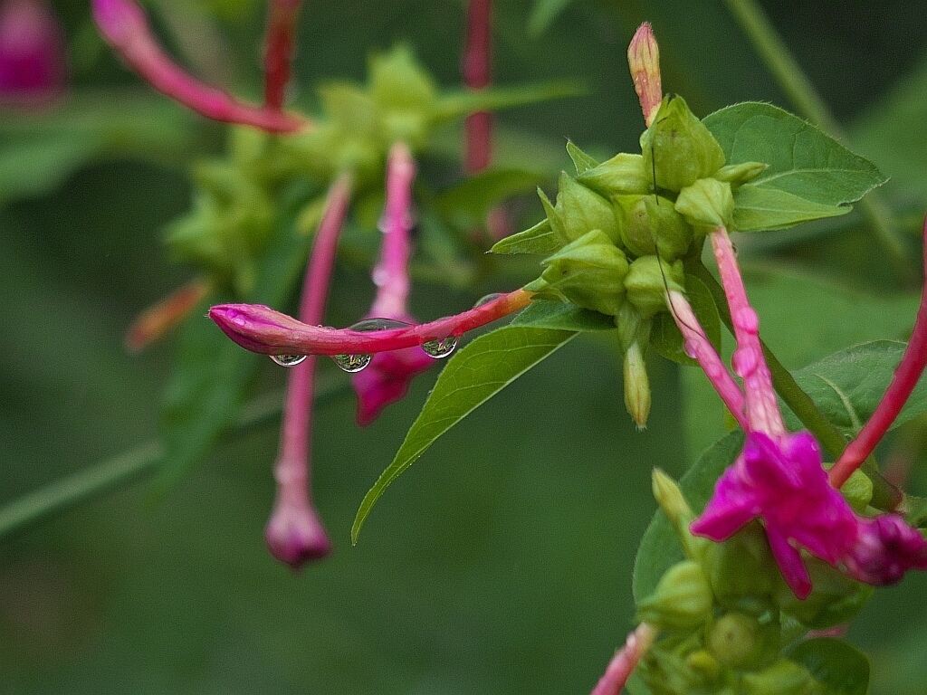 小雨の元の花_e0364711_19500819.jpg