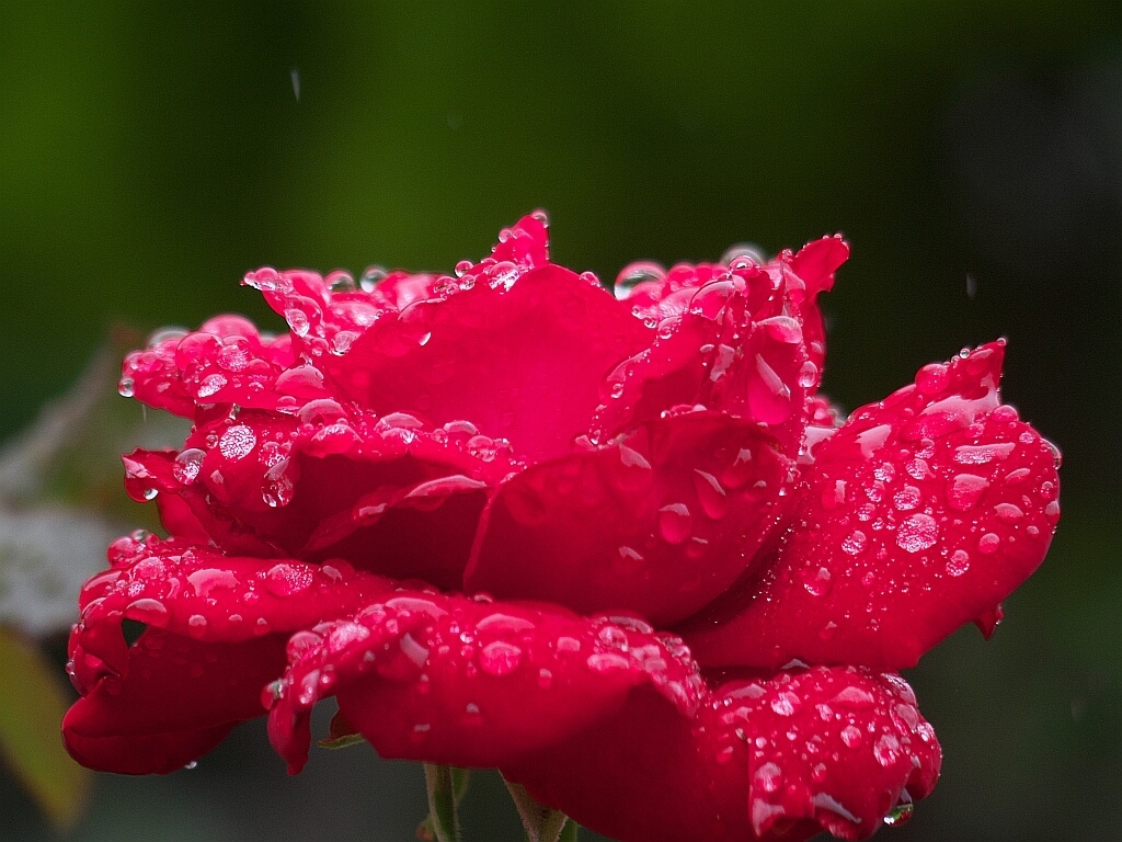 小雨の元の花_e0364711_19501118.jpg