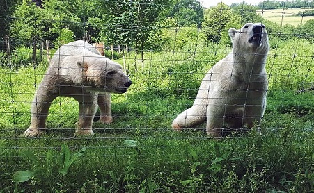 フランス中部のレイヌ動物園でネヌ(Nanu)とトーズ(Todz)の雄(オス)二頭の同居が順調に始まる_a0151913_1385649.jpg