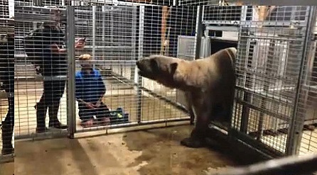フランス中部のレイヌ動物園でネヌ(Nanu)とトーズ(Todz)の雄(オス)二頭の同居が順調に始まる_a0151913_192088.jpg