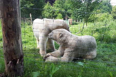 フランス中部のレイヌ動物園でネヌ(Nanu)とトーズ(Todz)の雄(オス)二頭の同居が順調に始まる_a0151913_2132261.jpg