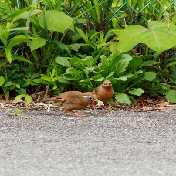 親が運んできたのは！食べ物なの？　　　ＴＢＹ_d0346713_20100081.jpg