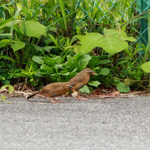 親が運んできたのは！食べ物なの？　　　ＴＢＹ_d0346713_20100857.jpg