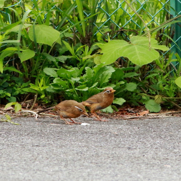 親が運んできたのは！食べ物なの？　　　ＴＢＹ_d0346713_20101637.jpg