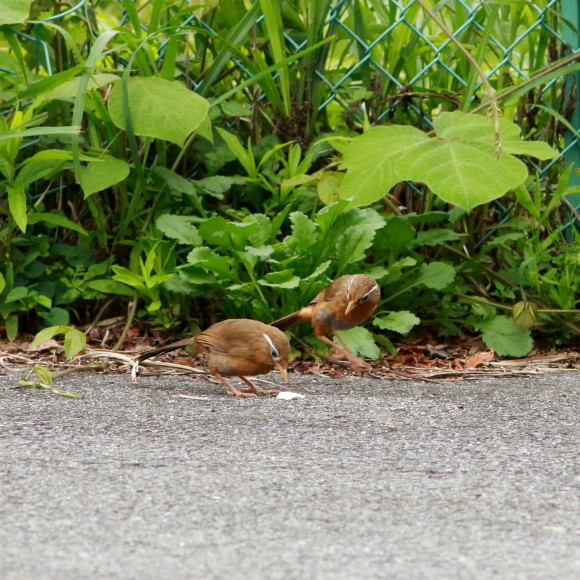 親が運んできたのは！食べ物なの？　　　ＴＢＹ_d0346713_20102723.jpg