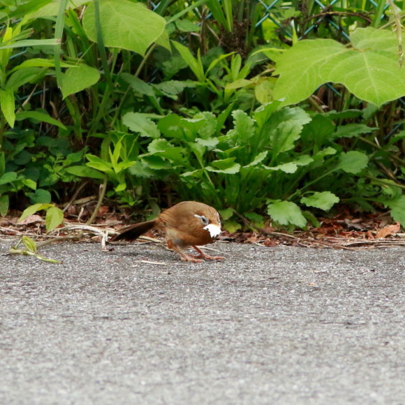 親が運んできたのは！食べ物なの？　　　ＴＢＹ_d0346713_20103534.jpg