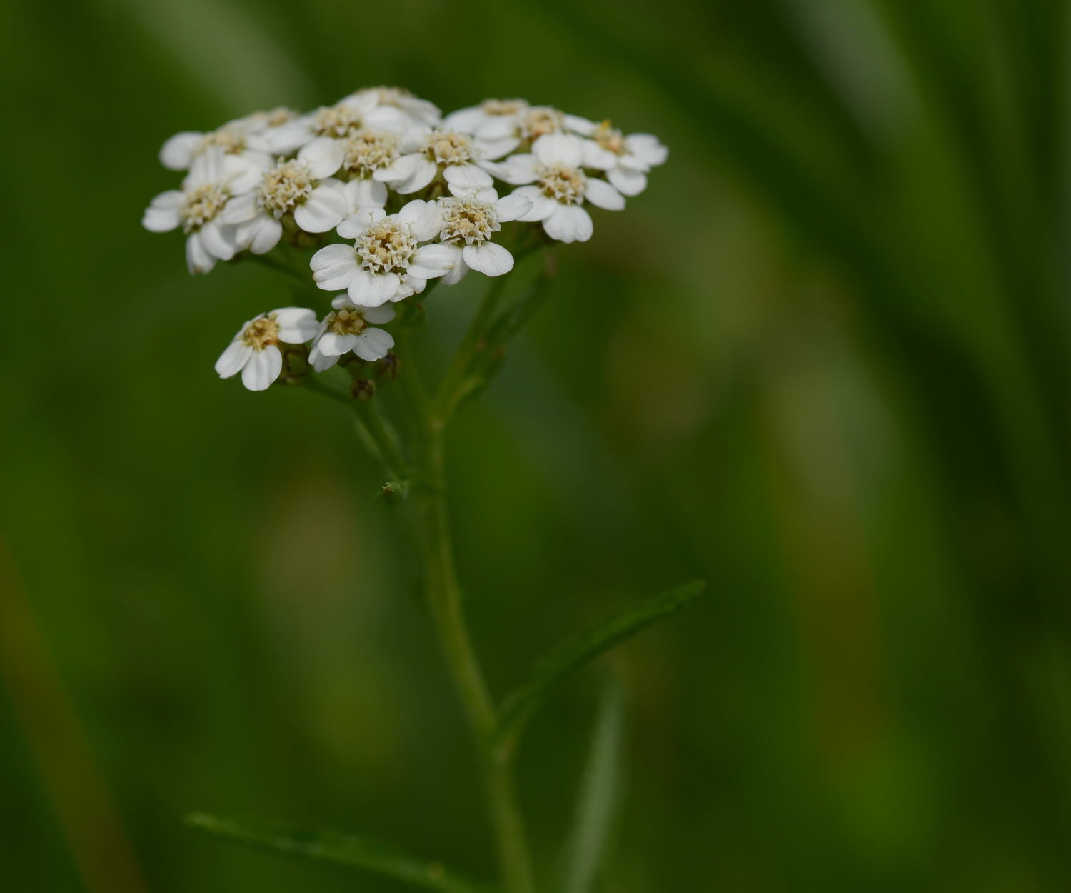 d0355116_17442786.jpg