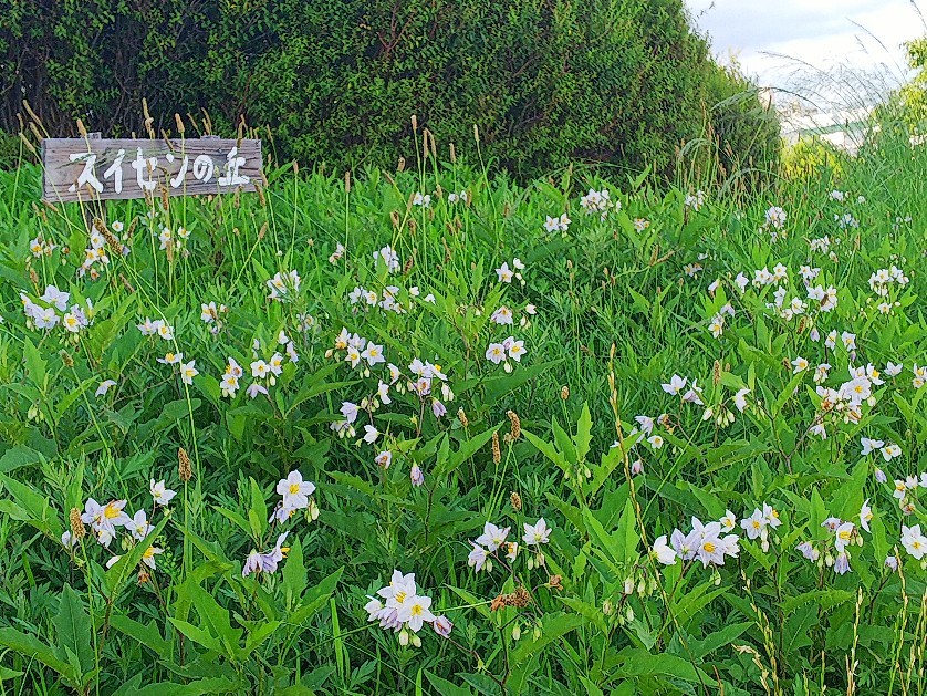 空梅雨_a0098418_00411914.jpg