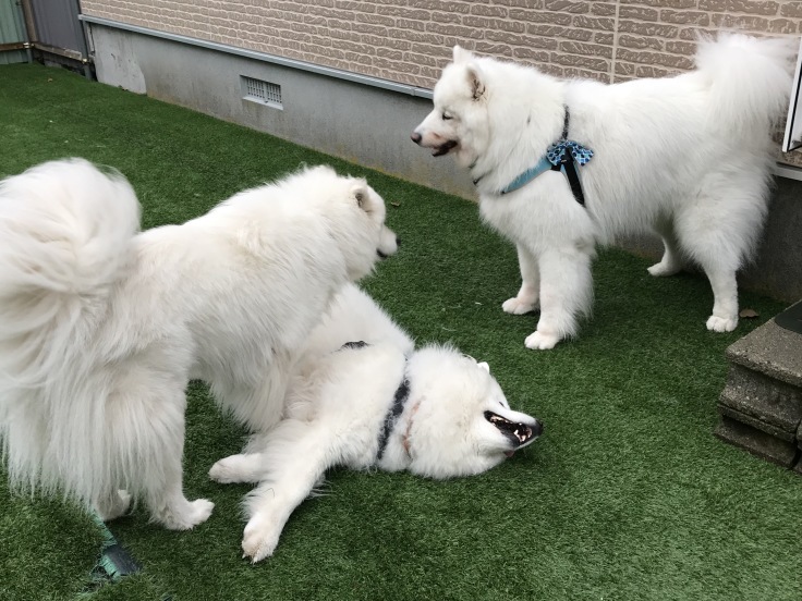 f0234023_11290457.jpeg