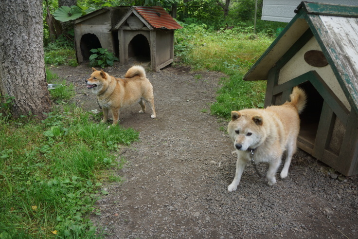 5: 2019年　北海道旅行記　7月3日 （水）_f0234023_11345175.jpg