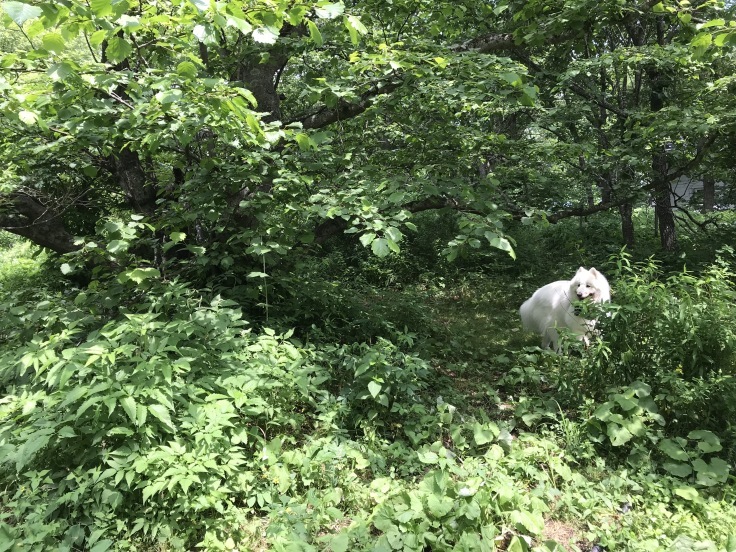 f0234023_11375390.jpeg