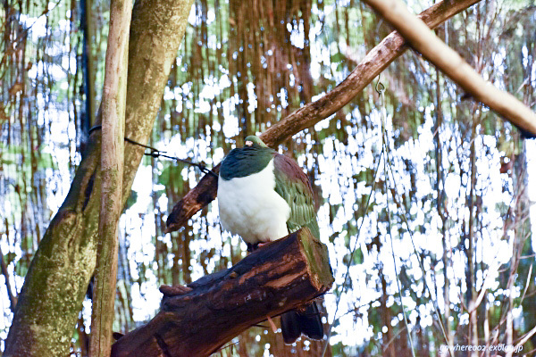 2019春　ニュージーランドの旅6～キウイバードに初対面！_b0312126_00423874.jpg