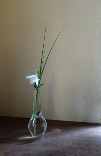 七夕に咲く庭の花_a0197730_00425790.jpg
