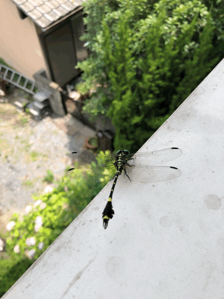 e0105035_02013061.gif