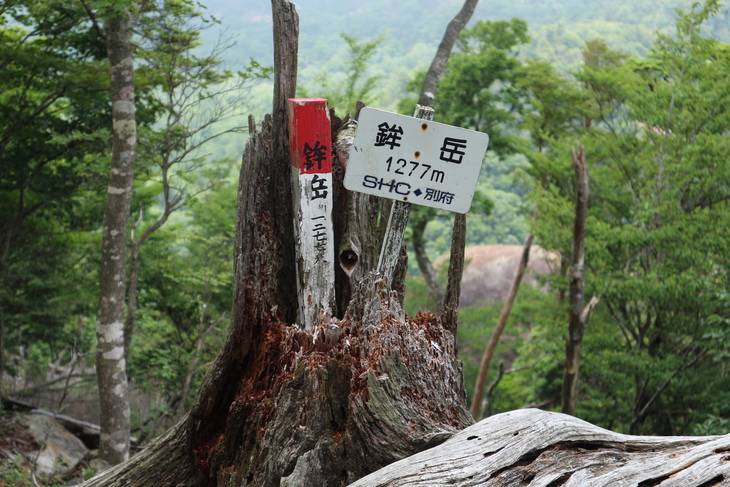 鉾岳でツチビノキを愛でる！_e0272335_5121037.jpg