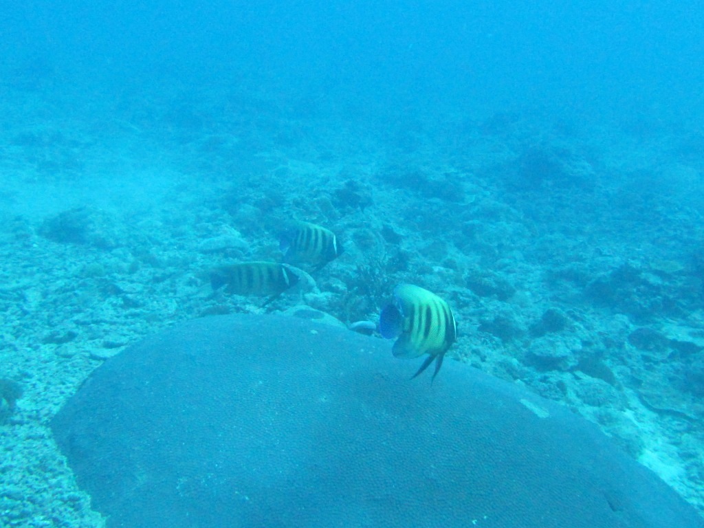 スーパーブルーからの…_a0189838_13165994.jpg