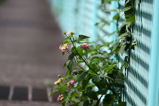 a0242438_20400173.jpg
