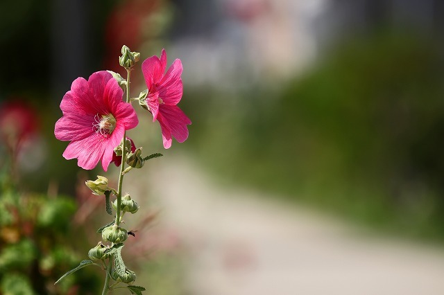 a0242438_20403778.jpg