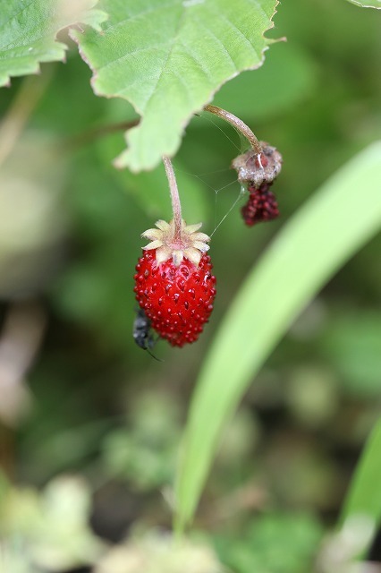a0242438_20490456.jpg
