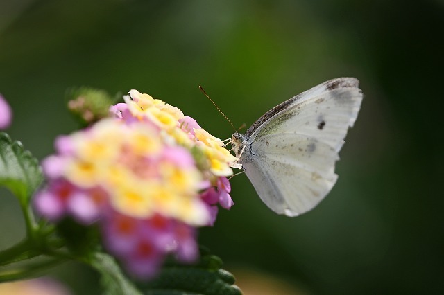 a0242438_20492217.jpg