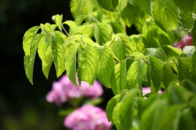 a0242438_20552938.jpg