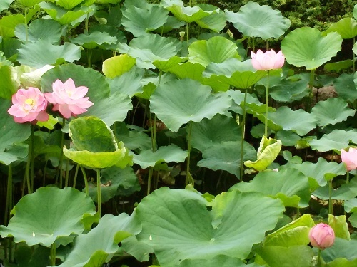 東寺さんの「蓮の花」が咲き誇っていました。_a0279738_10024367.jpg