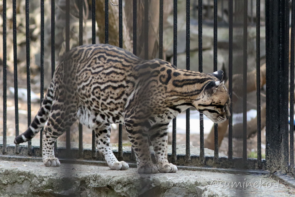 2019/05/03-05 ノボシビルスク動物園１５ オセロット・サーバル・トナカイ・ドール_b0330044_20410244.jpg