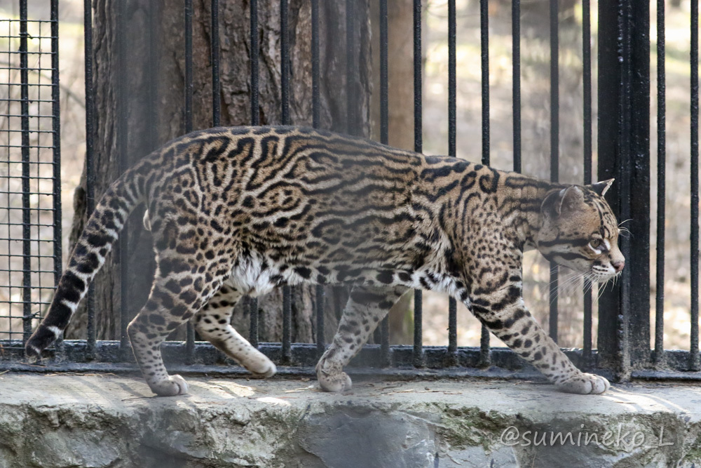 2019/05/03-05 ノボシビルスク動物園１５ オセロット・サーバル・トナカイ・ドール_b0330044_20410262.jpg