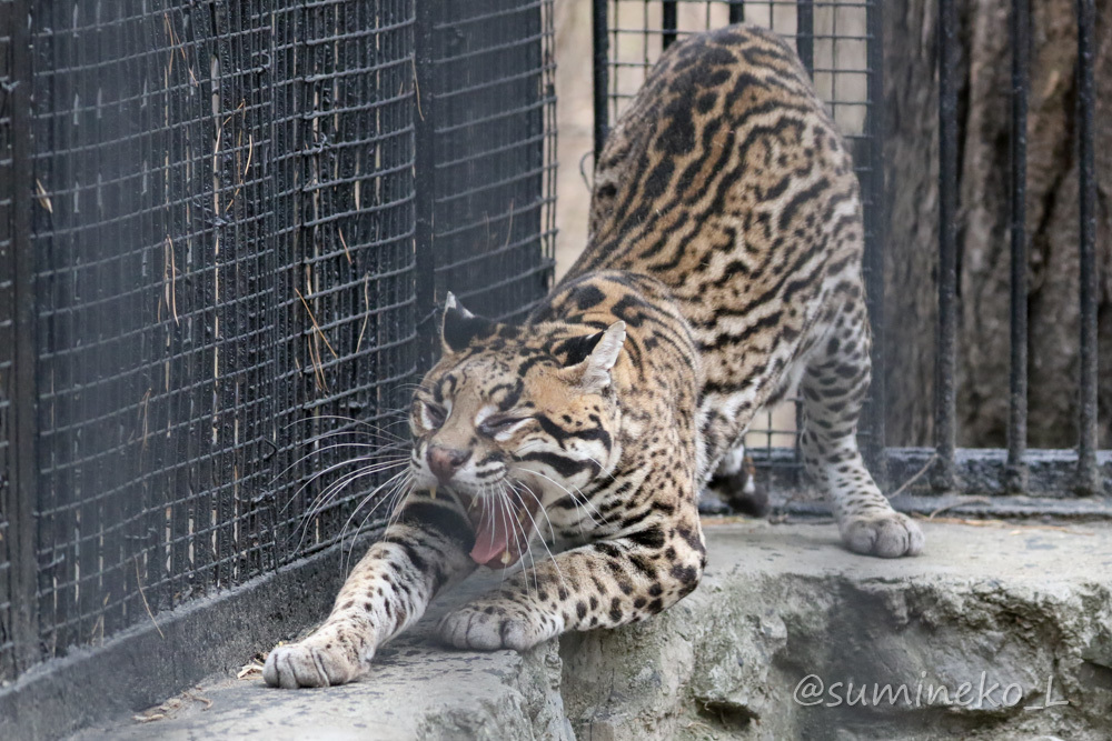 19 05 03 05 ノボシビルスク動物園15 オセロット サーバル トナカイ ドール 墨色の鳥籠 19 05 03 05 ノボシビルスク動物園15 オセロット サーバル トナカイ ドール 墨色の鳥籠