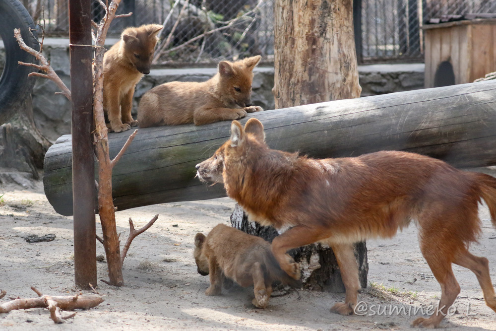 2019/05/03-05 ノボシビルスク動物園１５ オセロット・サーバル・トナカイ・ドール_b0330044_22444320.jpg