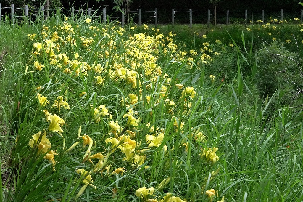 公園の花と虫など_b0236251_13444970.jpg