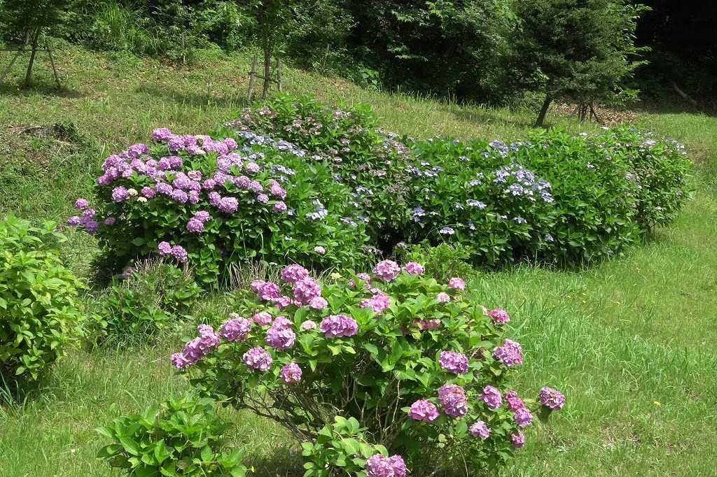 公園の花と虫など_b0236251_13505501.jpg