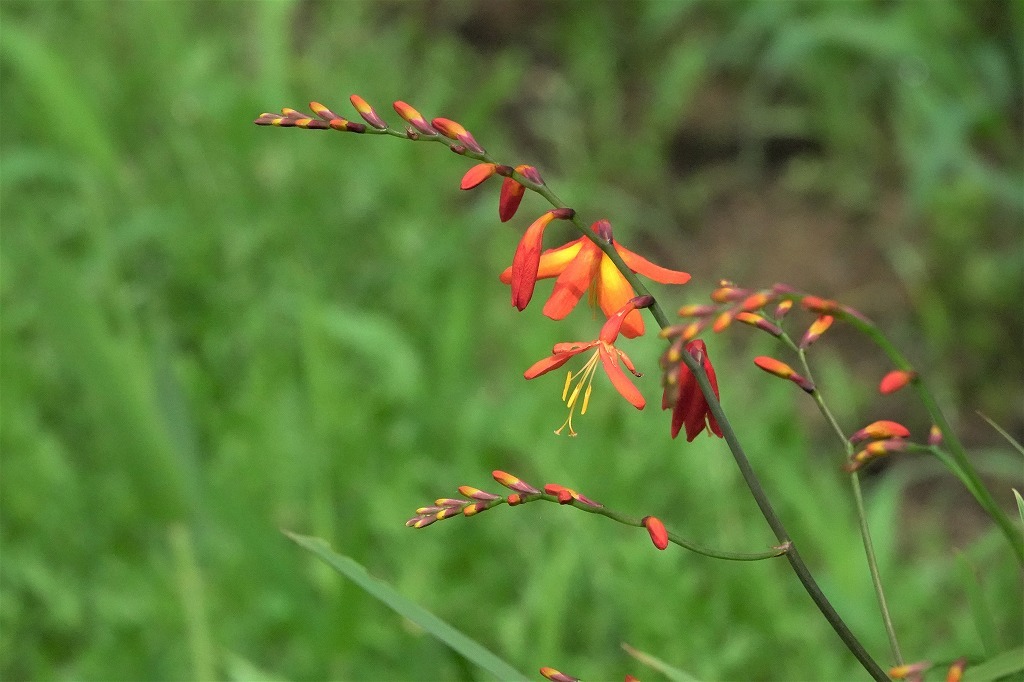 公園の花と虫など_b0236251_13533881.jpg