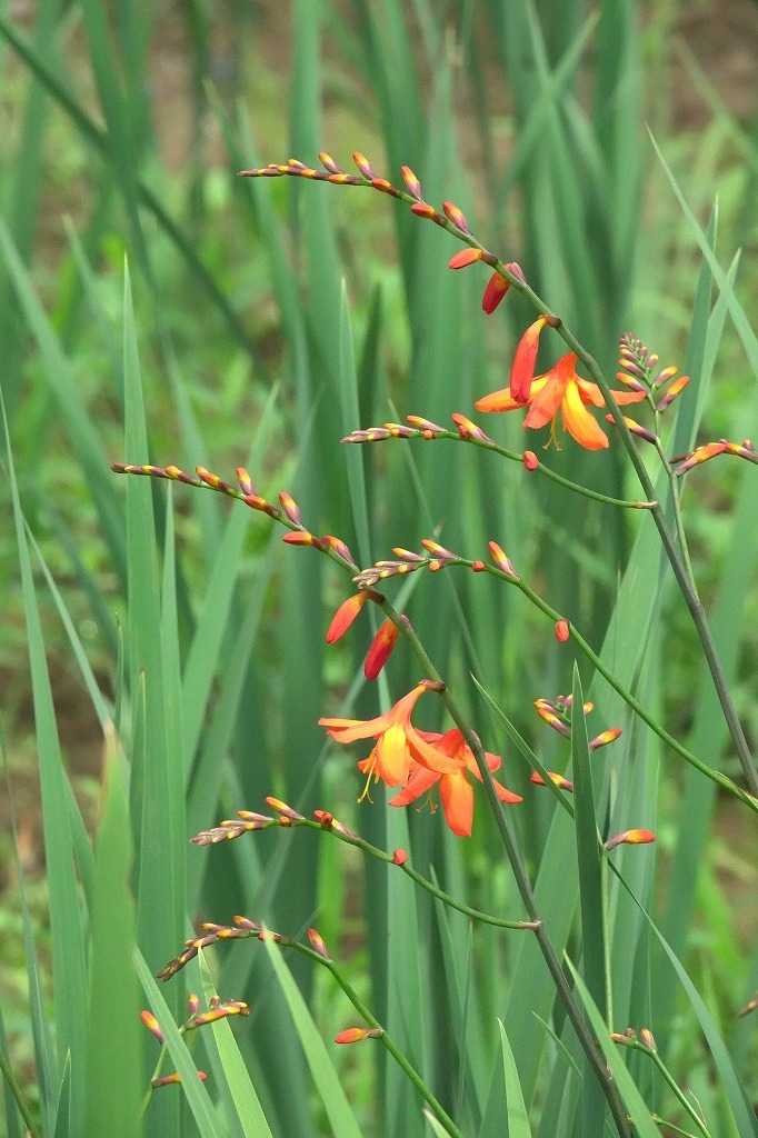 公園の花と虫など_b0236251_13534267.jpg