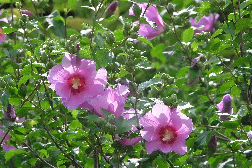 公園の花と虫など_b0236251_13551898.jpg