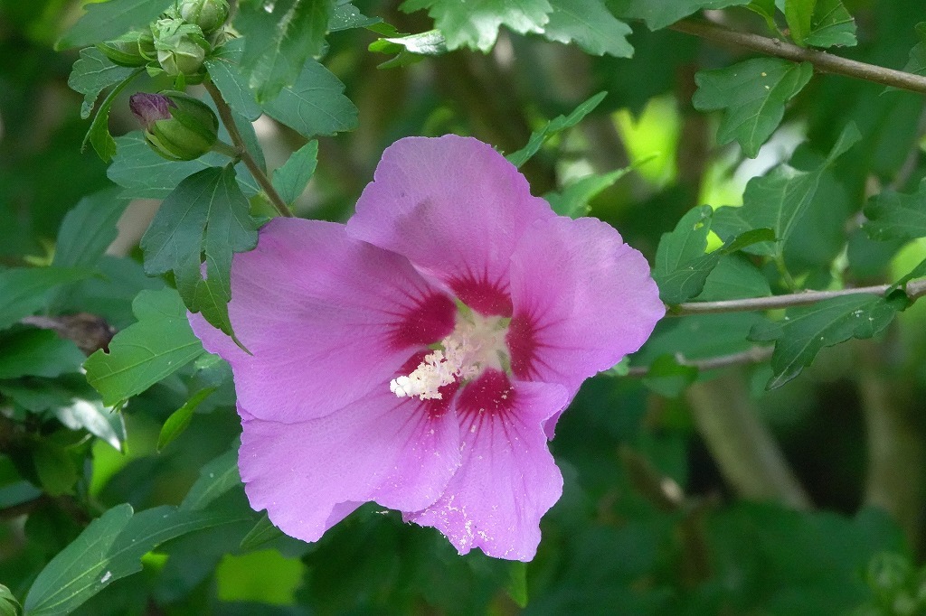 公園の花と虫など_b0236251_13552360.jpg