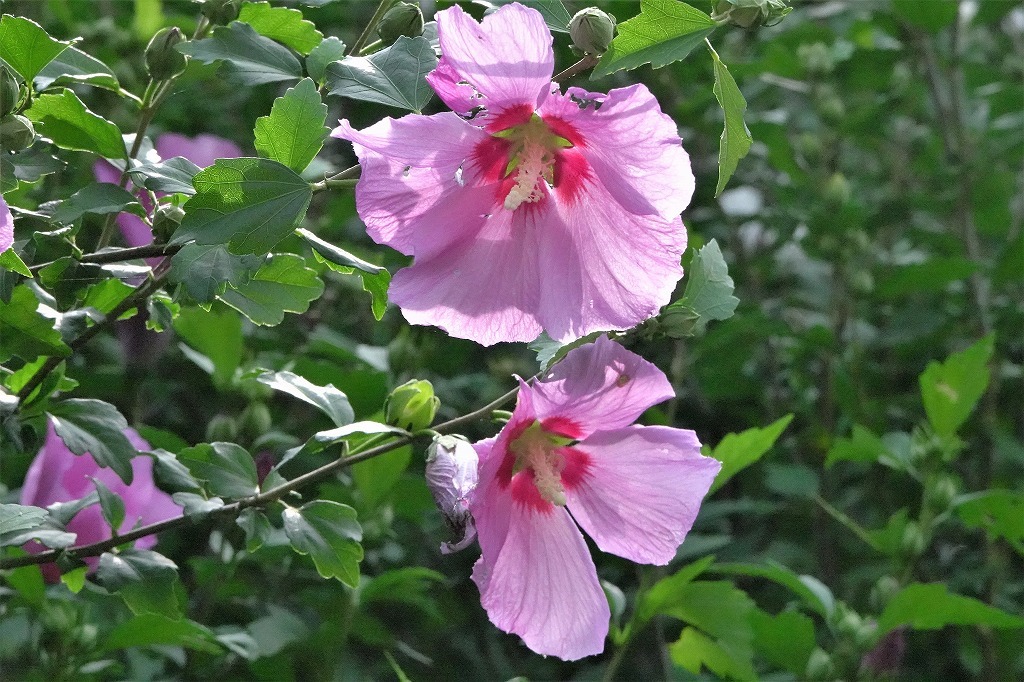 公園の花と虫など_b0236251_13552859.jpg