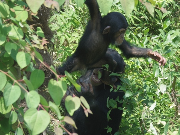 笑顔のニイニ[京都市動物園]_b0409054_17365382.jpg